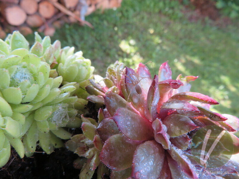 Grosse Zitterspinne: Übersicht